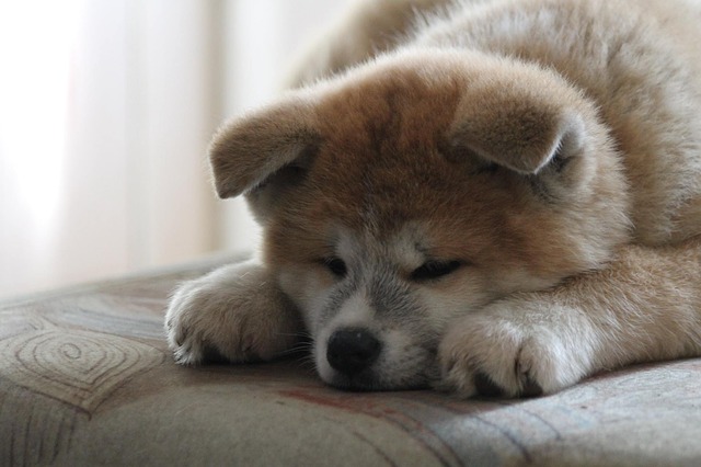 Perfektní psí společník? Akita inu.